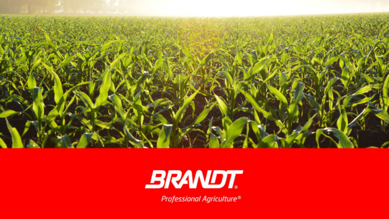 Insumos agrícolas: Brandt do Brasil apresenta inovações no Dia de Campo da Cooperativa Bom Jesus (PR)