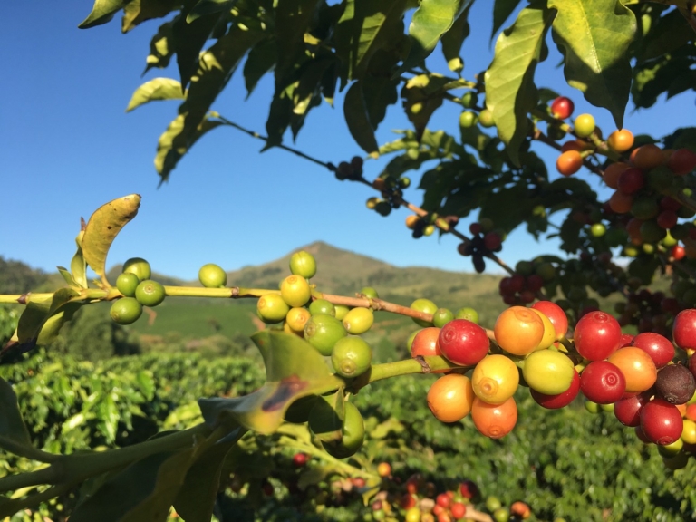 Cafeicultores têm o desafio de determinar o momento ideal da colheita para minimizar perdas