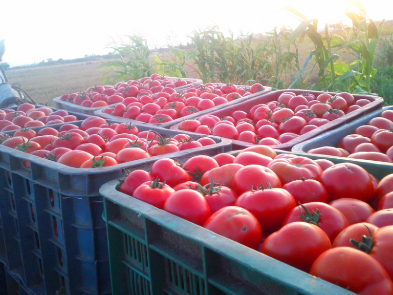 La Niña afeta produções de hortifruti no Nordeste brasileiro