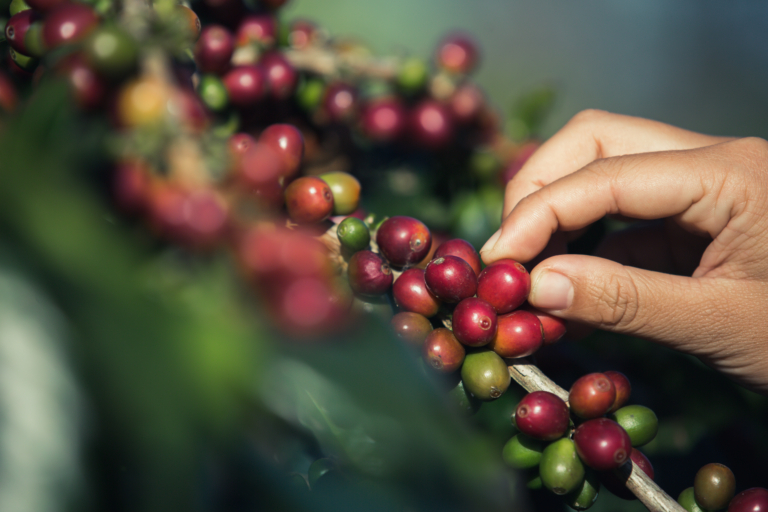 Na reta final da colheita do café, produtores focam na qualidade do grão