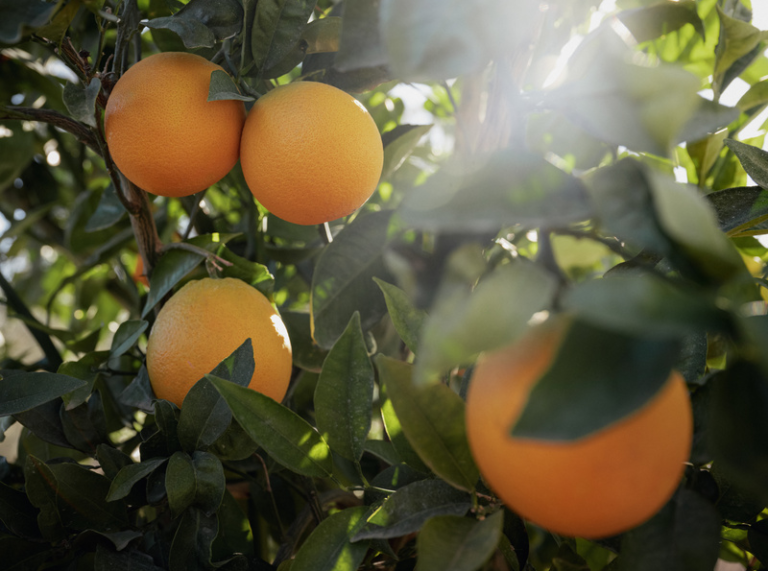 Estudos mostram aumento do peso da laranja e da produtividade  entre 15 e 30% com nutrição de alta tecnologia