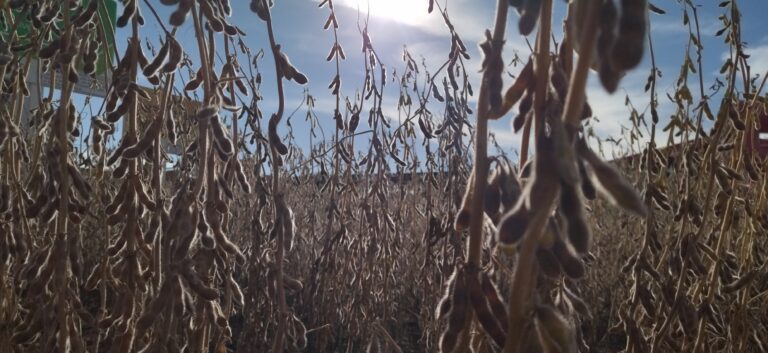 Grãos: Safra 24/25 promete novo recorde e acirra debate sobre desafios e oportunidades para o agro no Brasil