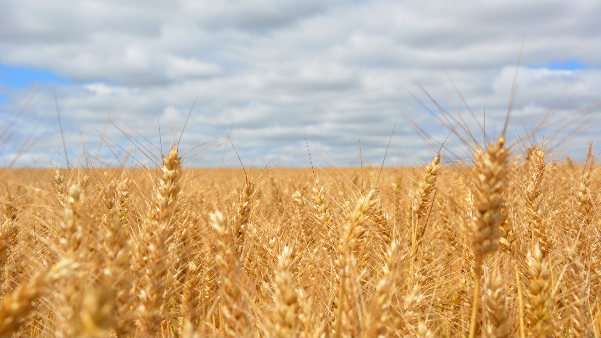 Nova tecnologia permite detectar doença Giberela antes do plantio do trigo