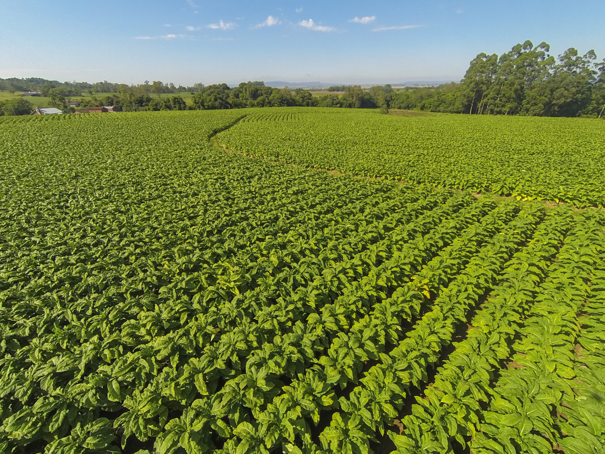 Expointer sediará eventos em defesa da cadeia produtiva do tabaco